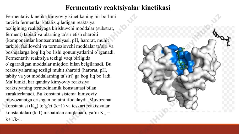 cha uzoq bo`ladi. faqatgina gidrolazalar uchun zarur bo`lgan substrat – suv hujayrada to`yingan miqdorda bo`lishi mumkin. reaktsiya tezligining ferment miqdoriga bog`liqligi grafikda to`g`ri chiziq ko`rinishida ifodalanadi. bundan shunday xulosa qilish mumkin: organizm hujayrasida shu ferment molekulalari soni boshqalariga nisbatan qancha ko`p bo`lsa, unda shu ferment katalizlaydigan kimyoviy reaktsiyalarning tezligi ham shuncha yuqori bo`ladi. agar biror bir ferment miqdori kam bo`lsa (sintez buzilsa), unda u katalizlaydigan reaktsiyalar tezligini unga bog`liq biokimyoviy jarayonlar yo`li chegaralaydi. tabiiy stimulyatsiya yo`li bilan yoki preparatlar yordamida ferment molekulasining sonini oshirilishi buzilgan reaktsiya tezligini qayta tiklash yoki hayot faoliyatining yangi sharoitlariga zaruriy biokimyoviy reaktsiyalarni moslashtirish imkonini beradi. reaktsiya tezligining vodorod ionlari miqdoriga bog`liqligi ferment pepsin kislotali fosfataza ureaza, pankreat.amilaza tripsin arginaza ph optimumi 1,5-2,5 4,5-5,0 6,4-7,2 7,8 9,5-9,9 odatda fermentativ reaktsiya tezligining ph ga bog`liqligi qo`ng`iroqsimon shaklda grafikda tasvirlanadi, chunki har bir ferment uchun o`zining ph optimumi mavjud bo`lib, unda ferment katalizlaydigan reaktsiya tezligi maksimal bo`ladi. ph …