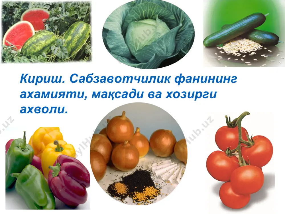 и ошириш ва таннархини арзонлаштириш. аҳолини сабзавот билан таъминлашда мавсумийликни бартараф этиш. сабзавотлар турини кўпайтириш ва сифатини яхшилаш. ўзбекистон ва жаҳон сабзавотчилиги олдидаги вазифалар сабзавотчилик ўсимликшуносликнинг бошқа тармоқларидан қуйидаги хусусиятлари билан фарқланади: биринчи: сабзавотчилик иккита: 1. очиқ майдонда (далада); 2. ёпиқ майдонда ишлаб чиқариш усулига эга. иккинчи: сабзавотчилик хилма - хил экин тур, хил ва навлар тўпламини ўз ичига олади. сабзавот экинлари 14 та ботаник оилага мансуб 80 га яқин турни ўз ичига олиб, шундан 40 га яқини ўзбекистонда экилади. учинчи: сабзавотчиликда ўзига хос ишлаб чиқариш усуллари (кўчат экиш усули, консервалаш, қайта ўстириш кабилар) қўлланилади. тўртинчи: сабзавотчилик ўз навбатида бир неча тармоқларга бўлинади. жумладан, полиз экинлари биологияси ва агротехникасини ишлаб чиқиш билан полизчилик, соғлом, сифатли уруғини етиштириш билан сабзавот экинлар уруғчилиги тармоғи шуғулланади. * сабзавотларни ахоли жон бошига ишлаб чиқариш миқдори, кг ўзбекистон республикасида 2019 йилда барча тоифа хўжаликларда 10458 минг тонна сабзавот маҳсулотлари улуши (минг.тн, %) * ўзбекистон республикасида …