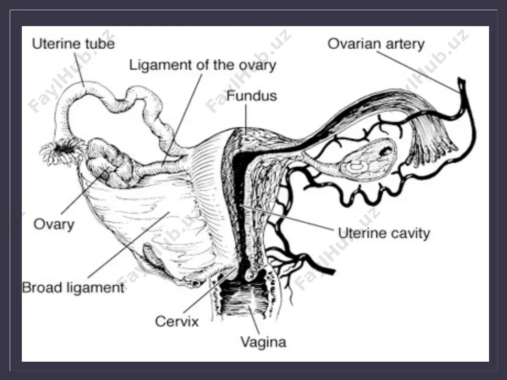 female reproductive system - Page 5