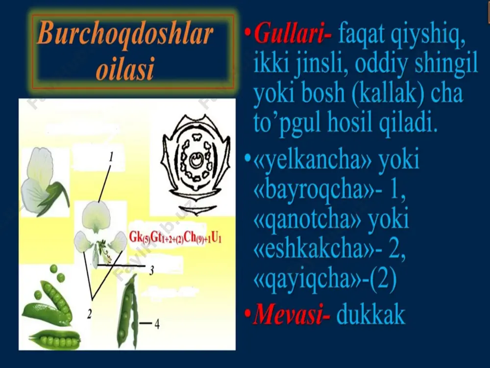 "burchoqdoshlar, ituzumdoshlar va tokdoshlar" - Page 4