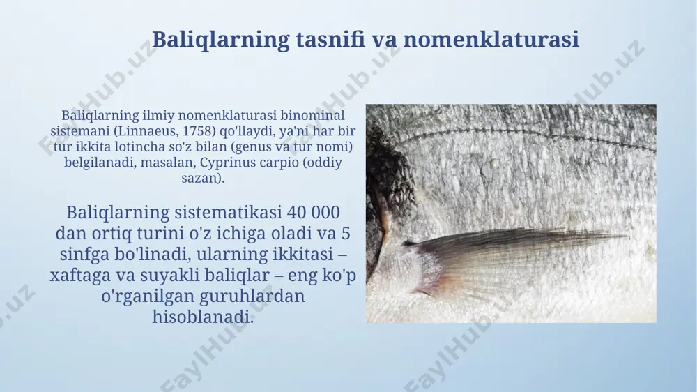 togʻayli va suyakli baliqlar sistematikasi - Page 4