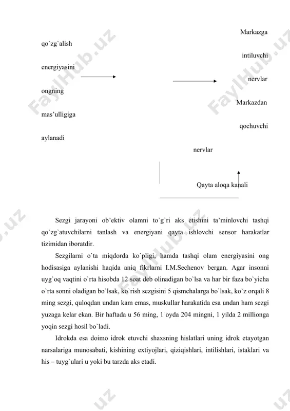 rayonlaridan tashkil topadi. sezgilar yaxlit tarzda idrok jarayonini ta’minlaydi. idrok ongli, maqsadga qaratilgan murakkab jarayon bo`lib, unda shaxsning u yoki bu ob’ektga shaxsiy munosabati va idrokdagi faolligi aks ettiriladi. 2. sezgilar uchun quyidagi xususiyatlar xos – adaptatsiya, sensibilizatsiya, senesteziya. adaptatsiya - sezgi organlarini ularga ta’sir etuvchi stimullarga moslashishi, bunda ularning aks etilishini yaxshilashni yoki ortiqcha og`irlikdan xolos etilishi nazarda tutiladi (qorang`ulik, yorug`likka moslashish). sensibilizatsiya - analizatorlar o`zaro munosabati va mashq qilish natijasida sezgi organlarining sezuvchanligini ortishidir (masalan: ovoz ta’sirida ko`rishni o`tkirlashishi). analizatorlarning markaziy bulmalari joylashgan bosh miya kobigida kuzgalishning tarkalishi va tuplashishi jaraenlari sezgilari uzaro munosabatning fiziologik mexanizmi bulib xisoblanadi. sinesteziya - bir analizatorning kuzgalish ta’siri ostida boshka analizatorga xos sezgining xosil bulishidir. ushbu xolat sezgilarning xar-xil turlarida kuzatiladi. tovush kuzgatuvchilari ta’sir kilganda sub’ektda kurish obrozlari paydo bulganda kupincha kurish, eshitish sinesteziyasi uchraydi. sezgi a’zolari sezuvchanligining oshishiga olib boradi va ikki sohani ajratib ko`rsatish mumkin. 1. sensor nuksonlar ko`rlik va …