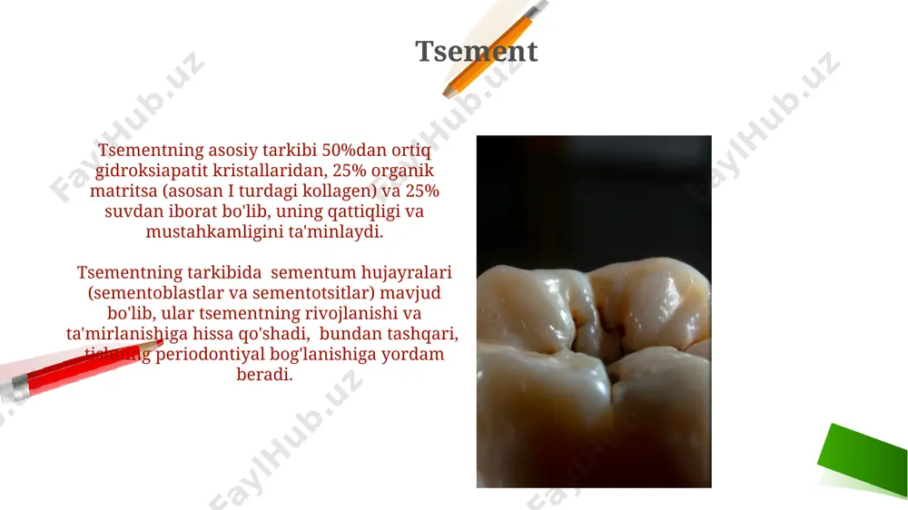 tishlarning anatomik tuzilishi - Page 4