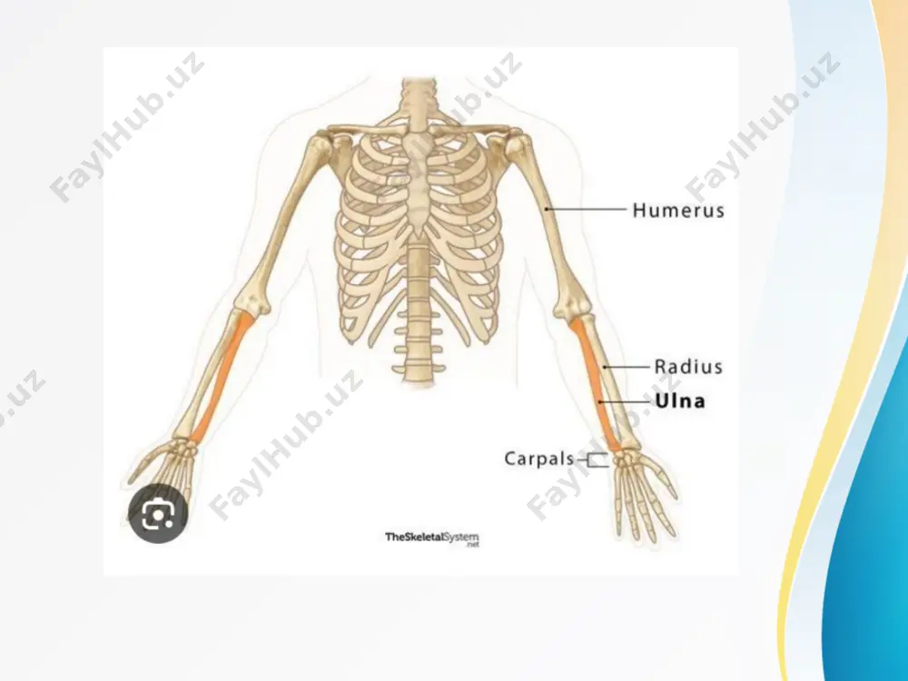 ngichkaroq bo’lib, tirsak boshchasi (caput ulnae) bilan tugaydi. suyak boshchasida bilak suyagi bilan birlashishi bo’g’im yuzasi (circumferentia articularis) joylashgan. suyak boshchasining ichki tomonida bigizsimon o’simta (processus styloideus) bor. bilak (radius) bilak suyagini (radius) yuqorigi nisbatan kichik uchida bilak suyagi boshchasi (caput radii) joulashgan. boshchaning ust tomonida yelka suyagi boshchasi bilan bo’g’im hosil qiladigan yassi bo’g’im chuqurchasi (fovea articularis) bor. boshchaning yon tomonida tirsak suyagi bilan bo’g’im hosil qiluvchi yuza (circumferetia articularis) joylashgan. suyak boshchasi tanasidan toraygan bilak suyagi bo’yni (collum radii) vositasida ajrab turadi. undan pastroqda mushak birikadigan bo’rtiq (tuberositas radii) joylashgan. bilak suyagi tanada uchta: oldingi yuza (facies anterior), orqa yuza (facies posterior) va tashqi yuza (facies lateralis) tafovut qilinadi. bu yuzalar o’zaro uchta: oldingi qirra (margo anterior), orqa qirra (margo posterior) va tirsak suyagi tarafidagi suyaklararo qirra (margo interosseus) bilan ajralib turadi. o’tkir suyaklararo qirra oldingi yuzani orqa yuzadan ajratib turadi. bilak suyagini pastki uchi kengaygan. uning ichki …