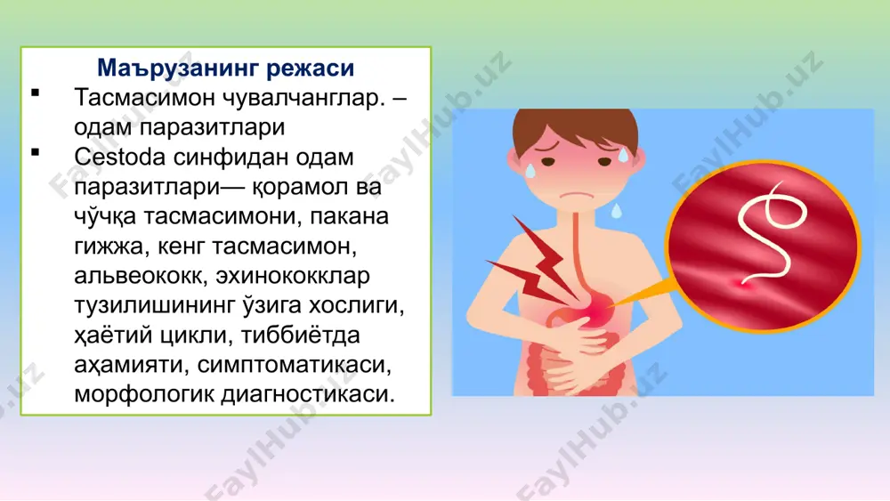 г тасмасимон чувалчангларда плероцеркоид эхинококкда эхинококк пуфаги мультицепсда ценур одамни цестодозалар билан зарарланиши, паразитнинг юқиши, масалан, пакана гижжа, эхинококкнинг тухумлари ёки гельминт личинкалари, масалан, қорамол солитёри ва чўчқа солитёри личинкалари ошқозон-ичак йўлига тушиши оқибатида келиб чиқади. гельминтлар ичакда, масалан, вояга етган солитёрлар, кенг тасмасимон чувалчанглар одамлар ҳамда ҳайвонларнинг турли органлари ва тўқималарида паразитлик қилади, масалан, эхинококк, алвеококк, солитёрлар (цистецерк) личинкалик босқичи жигар, мия, кўз ва бошқаларда жойлашади. бунда ошқозон – ичак бузилишлари, камқонлик, нерв системаси, жигар, кўз ва … ларнинг зарарланиши билан характерланади. асосий хўжайин одатда паразитнинг оралиқ хўжайини билан озиқланганда касалликни ўзига юқтириб олади. цестодозлар-гелминтоз, ясси чувалчанглар типига мансуб тасмасимон чувалчанглар (цестодалар) сабаб бўлган одам ва ҳайвон касалликлари. taenia saginata - қорамол солитёри стробиласи бўғимлардан -проглоттидалардан иборат. бошчаси яъни сколексида тўртта ёпишадиган сўрғичлари бўлади. паразитнинг торайган бўйин қисмидан янги-янги бўғимлар ҳосил бўлиб туради. бошига яқин бўғимлар ёш проглоттидалар дейилади, уларда ҳали жинсий аъзолар ривожланмаган бўлади. кейин жинсий аъзолар ривожланиб, …