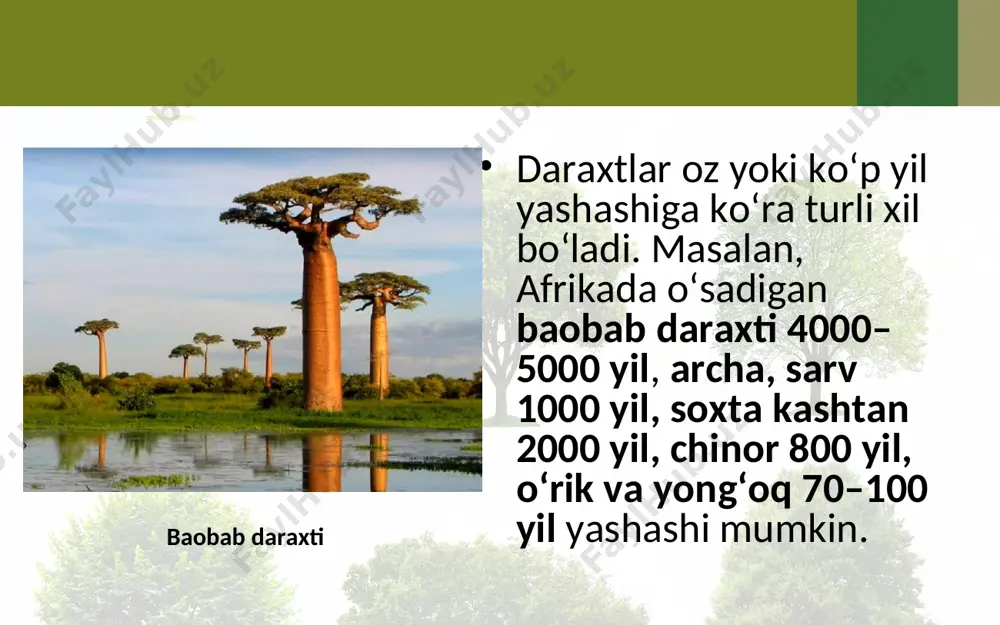 o‘simliklarning hayotiy shakllari. 5 - sinf - Page 5
