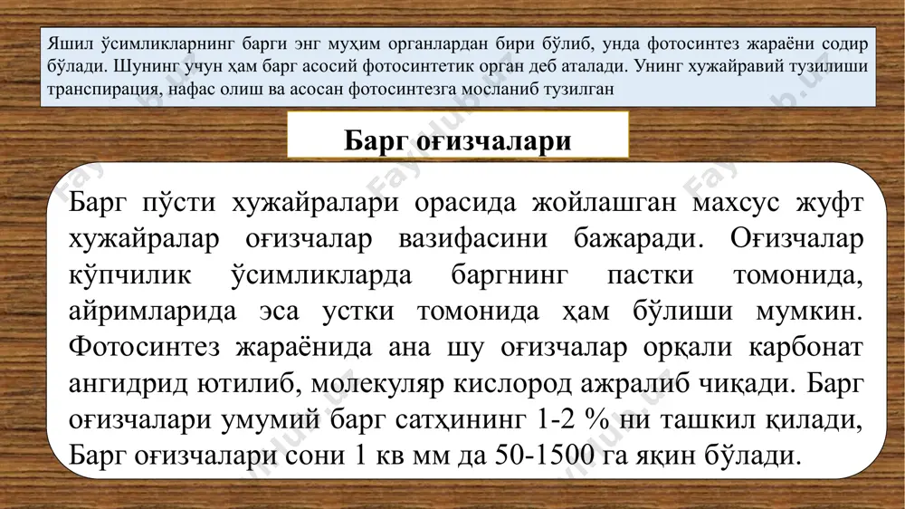 баргнинг тузилиши ва хлоропласт пигментлари - Page 4