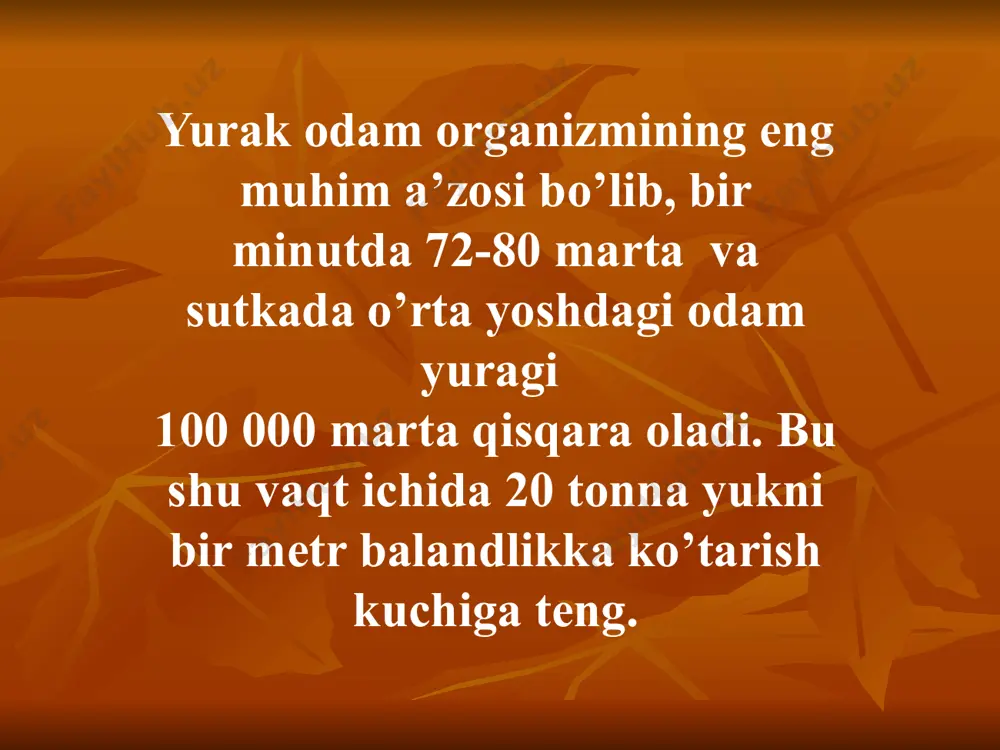 yurak anatomiyasi - Page 3