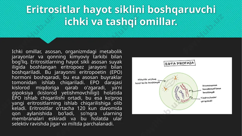 eritrositlarga ta'sir etuvchi omillar - Page 5
