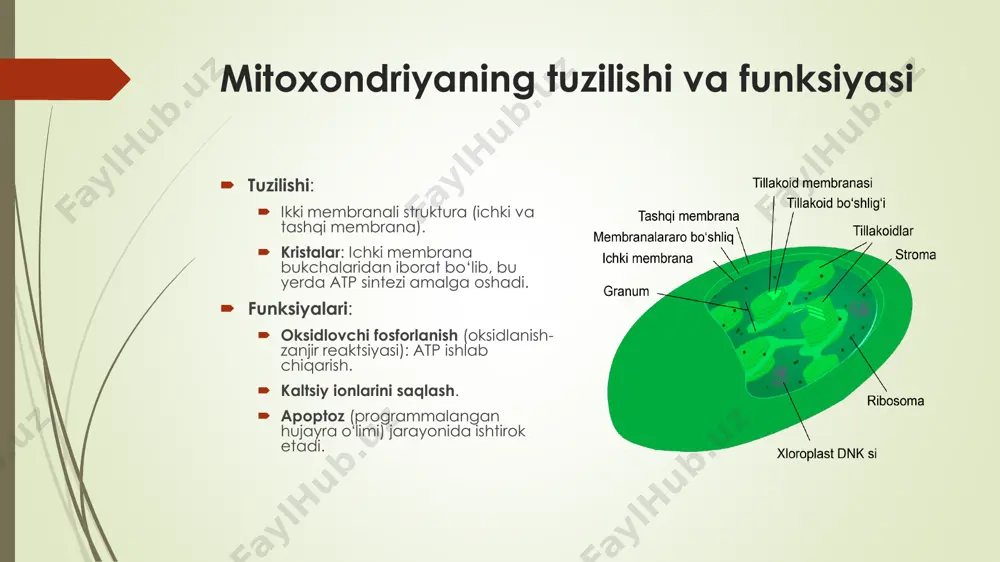 mitoxondrial kasalliklar va gipoenergetik holatlar - Page 3