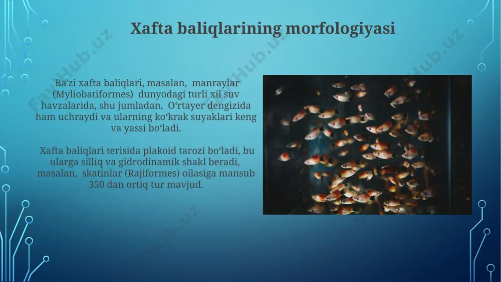 tog'ayli va suyakli baliqlarning sistematikasi - Page 5