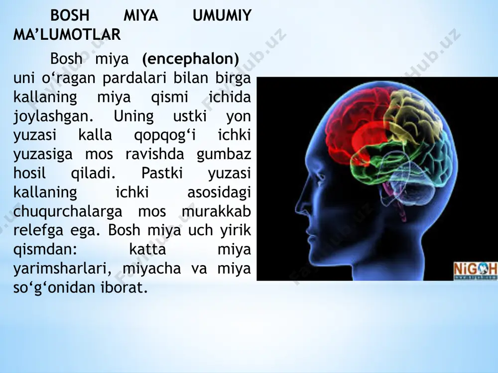 davom etadi. kesishmagan tolalar orqa miyaning oldingi tizimchasi tarkibida yo‘naladi. oldingi yon egat (sulcus anterolateralis) piramidaning oval shaklidagi tepalik olivadan (oliva) ajratib turadi. oliva tishsimon tuzilishga ega bo‘lgan kulrang modda to‘plami oliva o‘zagining joylashshidan hosil bo‘lgan. bu egatdan til osti nervi ildizi chiqadi. uzunchoq miyaning dorsal yuzasida orqa o‘rta egatni (sulcus mediana posterior) yon tomonlarida o‘zaro oraliq egat bilan bo‘lingan orqa miyaning nozik va ponasimon dastalari kengayib bo‘rtiqlar hosil qiladi. nozik dasta bo‘rtig‘i (tuberculum gracile) ichki, ponasimon dasta bo‘rtig‘i (tuberculum cuneatum) tashqi tomonda joylashadi. orqa yon egatdan (sulcus posterolateralis) ix, x, xi juft bosh miya nervlarining ildizi chiqadi. yon tizimchaning dorsal qismi ponasimon va nozik dastalardan chiqayotgan tolalar bilan qo‘shilib miyachaning pastki oyoqchasini (pedunculus cerebellaris inferior) hosil qiladi. uzunchoq miya kesmasida u oq va kulrang moddalar to‘plamidan iborat bo‘ladi. kulrang moddada muvozanat va harakatni muvofiqlashtirish, modda almashinuvi boshqaruvga aloqador bo‘lgan kulrang o‘zaklar joylashgan. 1.yon tomonda joylashgan o‘ng va chap pastki …