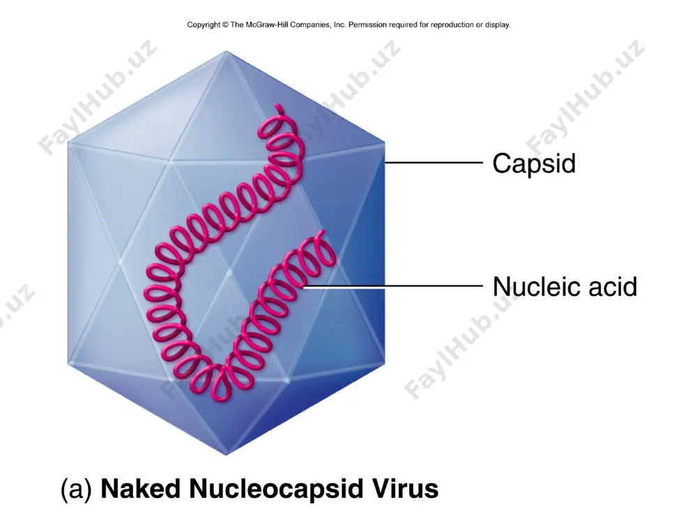 morphology and physiology of viruses - Page 5
