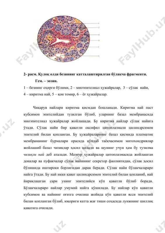 оқсил ишловчи ҳужайра , 2 – оқсил оҳирги бўлим, 3 – миоэпителиал ҳужайра, 4 – сўлак чиқарув найи (чизиқли), 5 – киритма най, 6 – юмшоқ бириктирувчи тўқима, 7 – бўлакчалараро най. тил ости бези. тил ости бези мураккаб альвеоляр-найсимон, тармоқланган бездир. тил ости безида уч хил: аралаш - ҳам шиллиқ, ҳам оқсил ишлаб чиқарувчи, соф шиллиқ ҳамда кам миқдорда фақатгина оқсил ишлаб чиқарувчи ҳужайралардан ташкил топган ацинуслар бўлади. оқсил ҳужайралар аралаш ҳужайрали ацинусларда жағ ости бези ҳужайраларига ўхшаш жиануцци ярим ойларини ҳосил қилиб жойлашади. тил ости безининг сўлак чиқарув найи йирик сўлак безларига ўхшаш тузилган бўлса ҳам, бу ерда най ўта калта бўлади. безнинг бош чиқарув найи тил юганчасига очилади. 6-расм. тил ости безининг бўлакча фрагменти. гем.-эозин. 1 – юмшоқ бириктирувчи тўқима, 2 – шиллиқ ишловчи оҳирги бўлим, 3 – аралаш оҳирги бўлим, а – оқсил ишловчи ҳужайра, b – шиллиқ ишловчи ҳужайра, 5 – бўлакчалараро чиқарув найи без …