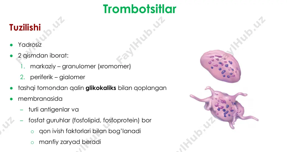 2+ ioni ishtirokida faktor x ni aktivlaydi protrombin aktivatorining hosil bo’lishi 1. tashqi yo’l ►qon tomirlarning zararlanishi tashqi ta’sir natijasida bo’lganda ishga tushadi vii (prokonvertin) viia (konvertin) iii iii + viia = tenaza kompleksi x xa iii + viia xa + va = protrombinaza kompleksi (prothrombin aktivator) 2. ichki yo’l ►zararlanish ichki ta’sir natijasida bo’lganda ishga tushadi 1. faktor xii aktivlanadi xii xiia ta’sir 2. faktor xiia faktor xi ni aktivlaydi xi xia xiia 3. faktor xia ca2+ ioni ishtirokida faktor ix ni aktivlaydi ix ixa xia ixa + viiia = tenaza kompleksi 4. tenaza kompleksi (ixa + viiia) ca2+ ioni ishtirokida faktor x ni aktivlaydi x xa ixa + viiia ca2+ xa + va = protrombinaza kompleksi (protrombin aktivator) protrombindan trombin hosil bo’lishi trombin ● fibrinogenni fibringa aylantiradi ● pozitiv qaytar aloqa bilan protrombin aktivator hosil bo’lishi reaksiyalariga ta’sir qiladi ● protein c (antikoagulyant) ni aktivlaydi ► protrombin aktivator …