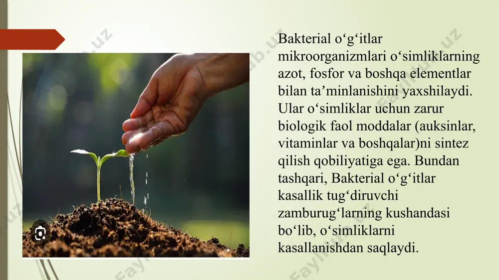 bakterial o’g’itlash. fosfobakterin, azotobekterin, nitrobakterin - Page 3