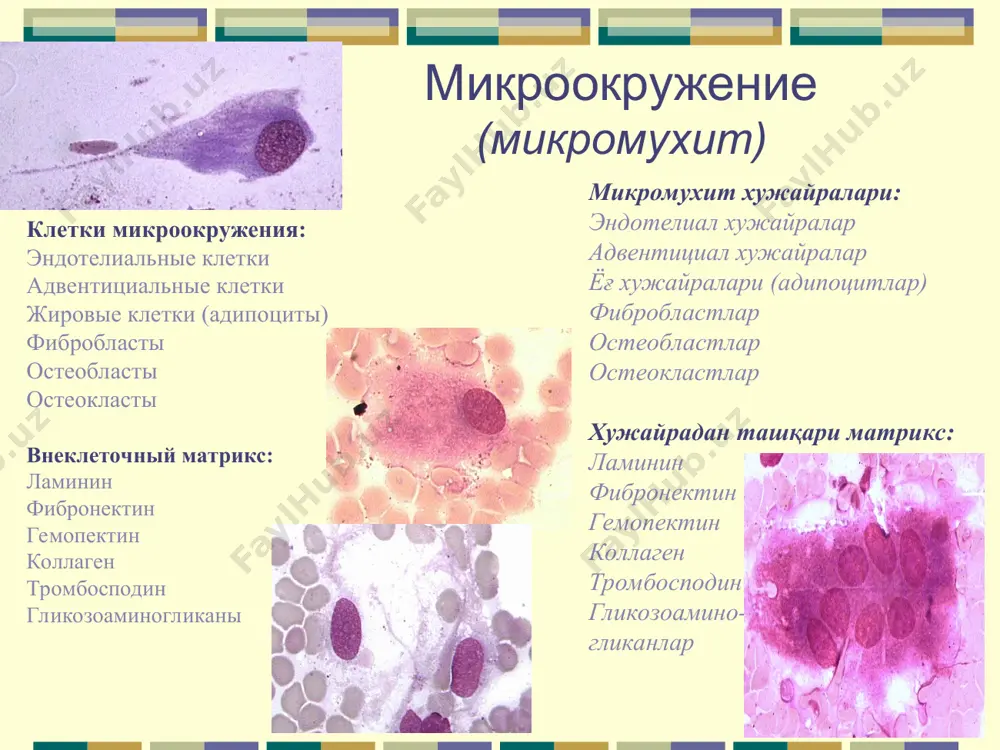 /л эозинофильные гранулы состоят из плотного ядра (содерж. мвр- большой базовый протеин, катионные белки, различные ферменты) и матрикса (содержащего пероксидазу) в третичных гранулах содержится кф и арилсульфатаза на мембране зрелых эозинофилов находятся рецепторы к igg, iga, ige, c3b-компоненту комплимента и аг специфичные для всех гранулоцитов (cd11b, cd15, cd24, cd43) суяк кўмигида етилиш вақти – 2-6 кун махсус ўсиш омили – ил5 периферик ўонда циркуляция муддати – 6-12 соат периферик қонда нормал миқдори – 0,6х109/л эозинофил доначалари қаттиқ ядродан (мвр- катта асос оқсили, катион оқсиллар, турли ферментлар тутувчи) ва матриксдан ( пероксидаза сақловчи) ташкил топган учламчи доначаларда кф ва арилсульфатаза мавжуд. етук эозинофиллар мембранасида igg, iga, ige, c3b-комплимент компонентига ва аг га рецепторлар тутади. барча гранулалар учун спецификдир (cd11b, cd15, cd24, cd43). эозинофилы (эозинофиллар) на поверхности мембраны имеются рецепторы к fc-фрагменту молекулы иммуноглобулина, рецепторы для компонентов комплемента и др. объектом фагоцитоза могут быть бактерии, грибы, продукты распада тканей, иммунные комплексы обуславливают …