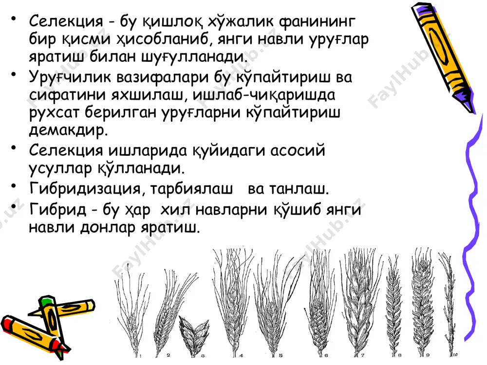 яратиш халқ хўжалигининг муҳим аҳамиятга эга бўлган, масъулиятли вазифаларидан биридир. селекция. қишлоқ хўжалик илмий тадқиқот инститўтлари тажриба - уруғчи­лик станциялари, қишлоқ хўжалиги соҳасида ходимлари томонидан маданий ўсимликларнинг янги навлари яратилади. ўсимликларнинг мавжуд турлари ёки яратилган янги навларни ҳайвон зотларини такомиллаштиришга қаратилган тадбирлар тизими селекция деб номланади (лотинча-"селекция"-олиш), бу тушунча нафақат ажратиб олиш маъносини англатади, балки у парвариш қилиш ва чатиштириш (гибридизация) маъноларини ҳам англатади. янги нав яратиш ёки мавжуд навларни такомиллаштириш ишлари хилма-хил усуллар ёрдамида амалга оширилади, бу усуллардан асо­сийлари ялпи саралаш, хусусий саралаш, жинсий ва вегетаив дура­гайлаш, нурланишни ионловчи кимёвий моддаларни қўллаш ва ҳоказолар. селекция ишлари дастлабки ашёни туплаш ва ўрганишдан бошла­нади селекция ишларида. дастлабки ашё сифатида халқ селекцияси­нинг махаллий навлари, муайян вилоят учун районлаштирилган се­лекцион навлар, хорижий навлар ва ёввойи ҳолда ўсувчи ўсимлик­лар қўлланилади. махаллий навлар узоқ йиллар давомида муайян районда қўлланилиб, махаллий шароитга яхши мослашиб селексия учун киммматли ашё бериш мумкин. масалан, буғдойнинг лютесценс 62 нави россия­даги …
