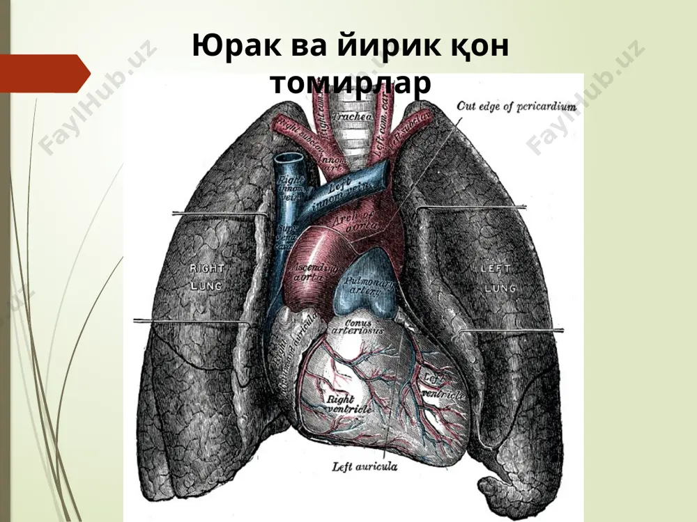 qon aylanish sistemasining fizikasoslari - Page 4