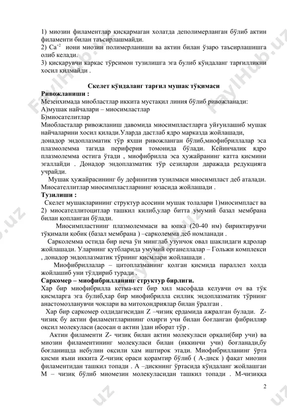азмолемма тагида периферия томонида бўлади. кейинчалик ядро плазмолемма остига ўтади , миофибрилла эса ҳужайранинг катта қисмини эгаллайди . донадор эндоплазматик тўр сезиларли даражада редукцияга учрайди. мушак ҳужайрасининг бу дефинитив тузилмаси миосимпласт деб аталади. миосателлитлар миосимпластларнинг юзасида жойлашади . тузилиши : скелет мушакларининг структур асосини мушак толалари 1)миосимпласт ва 2) миосателлитоцитлар ташкил килиб,улар битта умумий базал мембрана билан қопланган бўлади. миосимпластнинг плазмолеммаси ва юпка (20-40 нм) бириктирувчи тўқимали қобик (базал мембрана ) –сарколемма деб номланади . сарколемма остида бир неча ўн минглаб узунчок овал шаклидаги ядролар жойлашади. уларнинг қутбларида умумий органеллалар – гольжи комплекси , донадор эндоплазматик тўрнинг қисмлари жойлашади . миофибриллалар – цитоплазманинг қолган қисмида параллел холда жойлашиб уни тўлдириб туради . саркомер – миофибрилланинг структур бирлиги. хар бир миофибрилла кетма-кет бир хил масофада келувчи оч ва тўк қисмларга эга булиб,хар бир миофибрилла силлиқ эндоплазматик тўрнинг анастомозланувчи чоклари ва митохондриялар билан ўралган . хар бир саркомер олдидагисидан z –чизиқ ердамида …