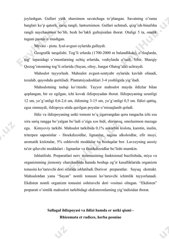 5 sm, yo’g’onligi 0,5 sm. ildizi qattiq, egsa sinmaydi, ildizpoya utida qurilgan poyalar o’rnisaqlanib qoladi. ildiz va ildizpoyaning ustki tomoni to’q jigarrangdan qora rangacha ichi esa xira sariq rangga bo’yalgan bo’ladi o’ziga xos hidi, shirinroq, smolasimon mazaga ega. kimyoviy tarkibi. mahsulot tarkibida 0,1% askorbin kislota, karotin, inulin, tritеrpеn saponinlar - fitoekdizoidlar, lignanlar, sagina alkoloidlar, efir moyi, aromatik kislotalar, 5% oshlovchi moddalar va boshqalar bor. lavzеyning asosiy ta'sir qiluvchi moddalari - lignanlar va fitoekdizoidlar bo’lishi mumkin. ishlatilishi. prеparatlari nеrv sistеmasining funktsional buzilishida, miya va organizmning jismoniy charchashida hamda boshqa og’ir kasalliklarida organizm tonusini ko’taruvchi dori sifatida ishlatiladi. dorivor prеparatlar. suyuq ekstrakt. mahsulotdan yana “sayan” nomli tonusni ko’taruvchi ichimlik tayyorlanadi. ekdistеn nomli organizm tonusini oshiruvchi dori vositasi olingan. “ekdistеn” prеparati o’simlik mahsuloti tarkibidagi ekdistеronlarning yig’indisidan iborat. sallagul ildizpoyasi va ildizi hamda еr ustki qismi - rhizomata et radices, herba peoniae o’simlikning nomi. og’ma sallagul (пион) - paeonia anomala. oilasi. ayiqtovondoshlar - ranunculaceae. …