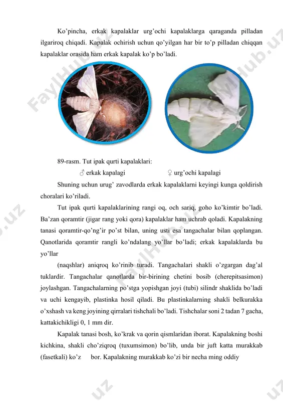 qaraganda ularning bo’shliqdagi harakatini ko’rishga ko’proq moslashadi. kapalakning boshida ko’zlar bilan bir qatorda bir juft mo’ylov va og’iz teshigi ham bor, og’iz teshigi bitib ketgan og’iz o’simtasi bilan o’ralgan: pastki lab paypaslagichlari qisqa va ikki bo’g’imli bo’ladi. kapalaklarning mo’ylovlari yaxshi rivojlangan, patsimon shaklli, naychaga o’xshash 40 -70 ta bo’g’imdan tuzilgan bo’lib, ikki yonga osilib turadigan o’simtalari bor. 9 0 - rasm a . oq pilla o‘rovchi ipak qurtni kapalagining boshi . ( qillar bilan qalin qoplangan kurinishi 1 - mo‘ylov i 2 - kuzlari 3 - yaxshi rivojlanmagan yuqorigi jag‘lar ; 4 - chin oyoqlari b . [27] rangli pilla o‘rovchi eman ipak qurti kapalagining boshi . kapalakning boshi (qillar bilan qalin qoplangan kurinishi 1 - mo‘ylovi 2 - kuzlari 3 - yaxshi rivojlanmagan yuqorigi jag‘lar; 4 - chin oyoqlari bu o’simtalar urg’ochi kapalaklarga qaraganda erkak kapalaklarda ko’proq va sezuvchi bilan qoplangan bo’ladi. kapalakning ko’krak qismi uch bo’g’imdan tuzilgan. harakatlanmaydigan …