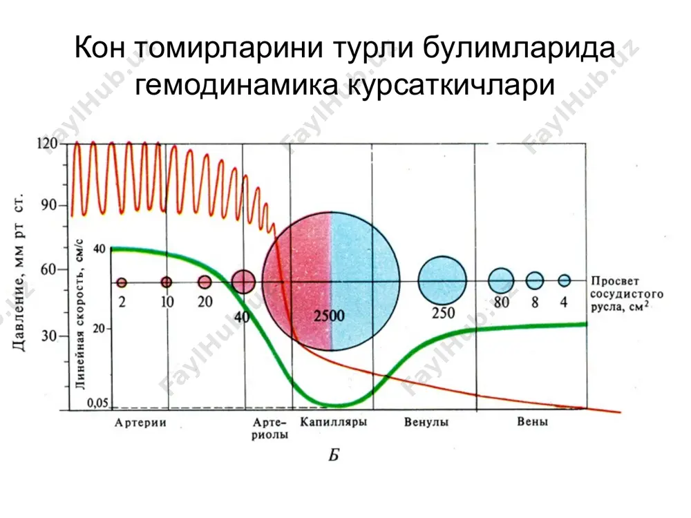 ется кровь (а). затем этот участок воз вращается к исходному состоянию, и при этом растягивается и накапливает кровь следующий участок (б). далее этот процесс повторяется, рас пространяясь вдоль эластических артерий (в). сердечные факторы симпатическая нервная регуляция частота сокращений сократимость нервная и констрикция дилатация гуморальная регуляция a - рецептор b - рецептор местная артериальное мок опсс саморегуляция давление no почечный контроль гуморальные регуляторы объема крови дилатация констрикция система ренин-ангиотензин прессорный натриурез простагландины ангиотензин-2 альдостерон кинины катехоламины вазопрессин атриопептид вазопрессин атриопептид п о ч к а ренин ангиотензиноген ангиотензин-1 превращающий ангиотензин- ii фермент кора надпочечников спазм сосудов альдостерон активация задержка симпатической натрия и воды нервной сис-мы прирост прирост при рост оцк мок опсс повышение ад + прессорные натриурез и диурез артериальное давление выделение н 2 о, nacl + внеклеточный объем - + поступление н 2 о, nacl опсс + + объем внеклеточной жидкости вымывание ауторегуляция метаболитов + оцк + + центральное механизм …