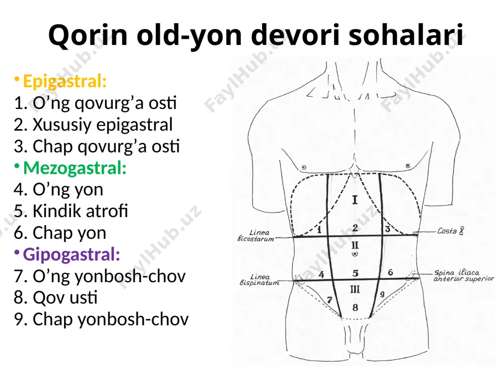 ori: pastki devori: lig. inguinale chov kanalining devorlari 4 ta: oldingi: m.obliqus externus ning apanevrozi pastki: lig. inguinale yuqorigi: m.obliqus internus m.transversus abdominis muskullarining pastki qirg’og’i orqa: fascia transversalis 2 devorlari: oldingi devori: yuqorigi devori: orqa devori: 3 tarkibi: ayollarda chov kanali orqali: lig. teres uteri n. ilioinguinalis n. genitofemoralis erkaklarda chov kanali orqali: funiculus spermaticus n. ilioinguinalis n. genitofemoralis 3 tarkibi: bolalarda qorin xususiyatlari v) qorinning bochkasimon shakli, spigel chizigʼi, qorin oq chizigʼi, kalta chov kanali (churra siqilishi boʼlmaydi); rivojlanish nuqsonlari (tugʼma chov churrasi, embrional kindik tizimchasi churrasi); oq chiziq shakllari: kindik sohasida kengaygan (1/2 erkaklarda, 1/3 ayollarda); kindikdan yuqorida kengaygan (1/3 erkaklarda, kam ayollarda); kindikdan pastda kengaygan (juda kam, asosan ayollarda); hamma sathlarda bir xil kenglikda (15-16% erkak va ayollarda). oq chiziqdagi 1-1,5 sm li yoriqlar, qorinparda oldi lipomalari (16%) – churraga moyillik. kindik kindik xanjarsimon oʼsiq bilan simfiz orasidagi masofa oʼrtasida (2-3 sm pastroqda, 1\2 odamlarda 0,5-3,5 …
