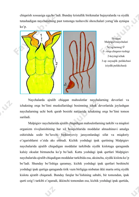 u kristallar bilan birga ingichka ichakka kalsiy oksalat va suyuq holatda ajralib chiqqan boshqa mahsulotlar ham tushadi. ingichka va yo’g’on ichaklarda bu mahsulotlar batamom suvsizlanadi va ekskrementga qo’shilib ketadi. malpigiev naychalarining oldingi va orqa bo’limlarida sodir bo’ladigan jarayonlarning har xilligiga ko’ra bu bo’limlar hujayralarining faoliyati ham har xil bo’ladi. ajralish jarayonida orqa bo’lim hujayralari faqat suyuq qismini beradi, oldingi bo’lim hujayralari esa suvni so’rib olish va kristallik birikmalarini ajratib chiqarish xossasiga ega bo’ladi. bunday kristallik birikmalar hujayralarda va siydik tutashadigan naychalarning past tomonga tushuvchi shoxchalari yorug’ida ayniqsa ko’p. 7 0 - rasm malpigiev naychalari ( o‘ng tarmog‘i ): 1 - . - orqa chiqaruv teshigi 2 - keyingi ichak 3 - sp - suyuqlik pufakchasi ( siydik pufakchasi ): naychalarda ajralib chiqqan mahsulotlar naychalarning devorlari va ichakning orqa bo’limi muskullaridagi bosimning ichak devorlarida joylashgan naychalarning uchi berk qarab bosishi natijasida ichakning orqa bo’limi tomon suriladi. malpigiev naychalarida ajralib chiqadigan mahsulotlarning …