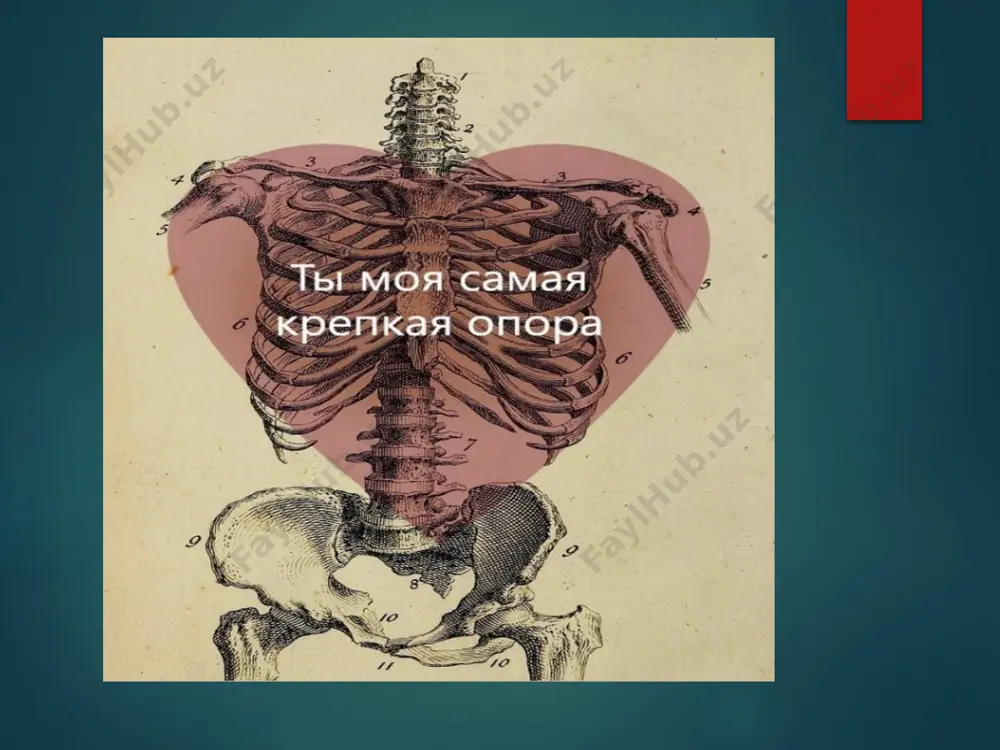 sacralis mediana 3 crista sacralis intermedia 4 5 crista sacralis lateralis foramina sacralia posteriora 6 7 facies auricularis 8 tuberositas ossis sacri 9 cornu sacrale копчиковые позвонки – остатки исчезнувшего хвоста, рудиментарны и сливаются в среднем возрасте в одну кость – копчик. передние отделы копчика служат для прикрепления мышц и связок, участвующих в функционировании органов мочеполовой системы и дистальных отделов толстого кишечника (копчиковая, подвздошно-копчиковая и лобково-копчиковая мышцы, формирующие мышцу, поднимающую задний проход, а также заднепроходно-копчиковая связка). также к копчику прикрепляется часть мышечных пучков большой ягодичной мышцы, являющейся мощным разгибателем бедра. копчик очень важен для распределения нагрузки на тело, так как во время движения, приседания, сгибания туловища является опорой. соединения позвонков соединения тел, дуг и отростков. соединения тел: 1) межпозвоночные диски, disci intervertebrales. общее число – 23. построен из волокнистого хряща. по периферии – фиброзное кольцо (anulus fibrosus), в центре – студенистое ядро (nucleus pulposus). вся биомеханика позвоночника прежде всего зависит …