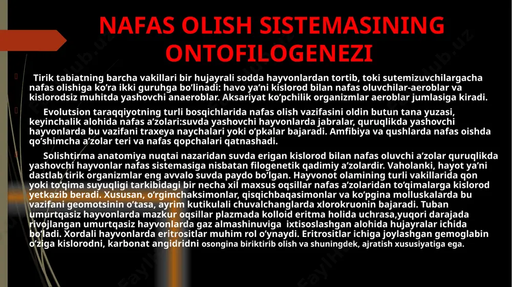 i o’simtalari rivojlanadi. ular uchrashgan joyda to’qima teshiladi va jabra yoriqlari paydo bo’ladi. ko’pchilik baliqlarda besh juft jabra qopchiqlari rivojlanadi. panja qanotli baliqlarda jabralar bilan bir qatorda atmosfera havosi bilan nafas oluvchi suzgich pufak ham bo’ladi. suzgich pufak halqumning yon sohasidan hosil bo’lgan o’simta bo’lib, unda juda ko’plab qon tomirlar rivojlangan. suzgich pufak jabra arteriyasidan qon bilan ta’minlanadi, oksidlangan qon to’g’ri yurakka boradi. umurtqalilarda nafas olish mexanizmi nafas olish akti nafas olish akti, odam va sutemizuvchi hayvonlarda gaz almashinuvi uchun zarur bolgan alveolalar ventelatsiyasi nafas olish va nafas chiqarishning navbat bilan o’tishi oqibatida amalga oshadi.nafas olish paytida alveolalarga kislarod bilan o’yingan atmosfera havosi kelib tushadi. ko’krak qavatining kengayishini chiqaruvchi 2 ta mexanizm mavjud : 1.qovurg’alarming ko’tarilishi 2.diafragmaning yassilashuvi 3. alveolalarning hajmiga va plevra bo’shlig’idagi manfiy (-)bosimga bog’liq. bunga asosiy rolni diafragmaning ixtisoslashgan insperator muskularga bog’liq. bu muscular kuchli ahamiyatga ega. nafas olish akti nafas olish sikli 2 fazadan iborat . …
