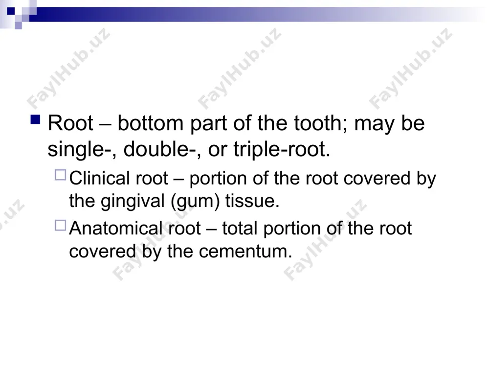 anatomy of the teeth - Page 5