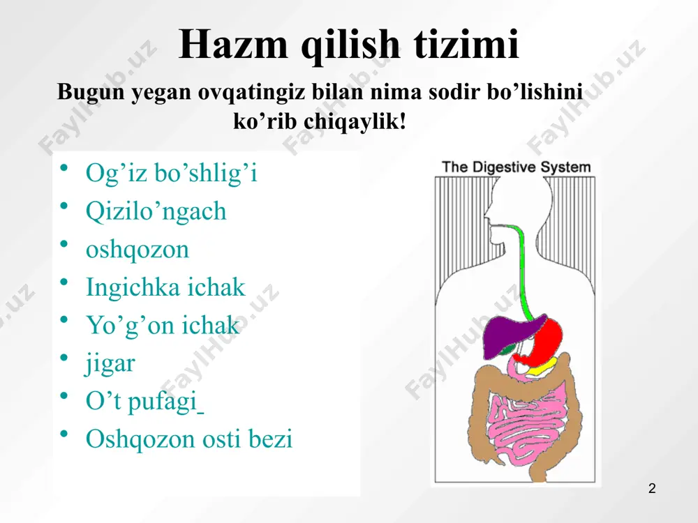 sed long ago but is not today mention the portions of the large intestine, ascending, transverse, descending, sigmoid, and rectum (last one if the audience is mature enough) 8 jigar safro hosil qilib, hazm qilishga to’g’ridan-to’g’ri ta’sir ko’rsatadi safro yog’larni o’zlashtirishga yordam beradi qonni zaharli va keraksiz moddalardan tozalaydi odatda uni energiya ishlab chiqaruvchi (zavod) deb ataydilar 8 livers can regenerate missing pieces if necessary. is one of the largest organs in the body. 9 o’t (safro) pufagi jigardan safroni to’playdi ovqatni hazm qilgandan keyin safroni taqsimlaydi noto’g’ri ovqatlanish sababli safro toshlari paydo bo’lishi mumkin 9 explain to students that removing the stones typically means removing the gallbladder, but that the body eventually adjusts to not having the bile stored. 10 oshqozon osti bezi yog’, oqsil va uglevodlar hazm qilish uchun fermentlar ishlab chiqaradi ingichka ichakka kiruvchi kislotalarni zararsizlantiradi insulin garmoni ishlab chiqaradi va uning yordamida qonda qand miqdorini muvozanatda …