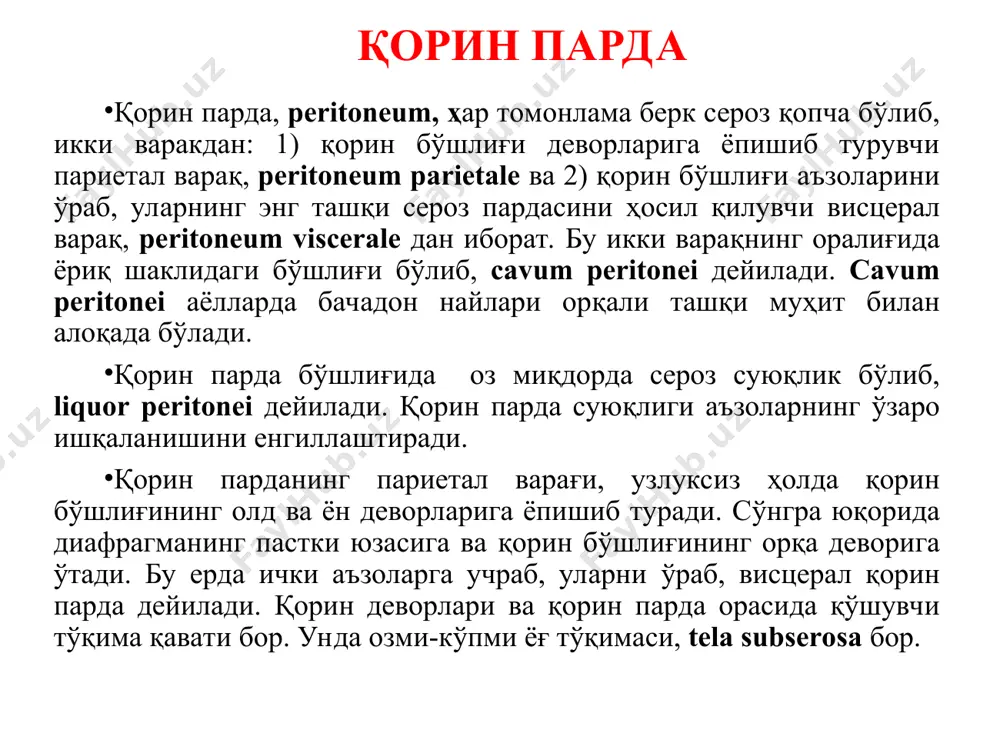 ади. қорин парда ўроқсимон бойламнинг орқа томонида диафрагмадан жигарнинг диафрагмал юзасига ўтиб, жигарнинг тожсимон бойлами lig. coronarium hepatis ҳосил қилади. жигарнинг тожсимон бойлами жигарнинг чап ва унг четларида учбурчаксимон бойламлар lig. triangulare dextrum et sinistrum ни ҳосил қилади. қорин парда жигарнинг диафрагмал юзасидан унинг олдинги ўткир қирраси орқали висцерал юзасига ўтиб, бу ердан бошқа аъзоларга: ўнг бўлакдан ўнг буйракнинг юқори учига ўтиб lig. hepatorenale, жигар дарвозасидан ошқозоннинг кичик эгрилигига тортилиб lig. hepatogastricum, ўн икки бармоқ ичакка тортилиб, lig. hepatoduodenale ни ҳосил қилади. бу охирги икки бойлам икки варақ қорин пардадан иборат бўлиб, кичик чарви omentum minus деб ҳам аталиб, бу икки варақ висцерал қорин парда орасида қонтомир, лимфатомир, лимфатик тугун ва нервлар жойлашади. ошқозоннинг олд ва орқа юзасидан ўровчи бу икки варақ унинг катта эгрилигида яна учрашади ва кўндаланг чамбар ичакнинг, ингичка ичакнинг олд юзасидан пастга йўналиб, катта чарви omentum majus нинг олд пластинкасини ҳосил қилади. бу пластинка ҳар хил …
