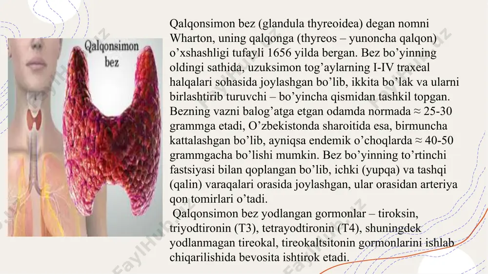orini aniqlash, qalqonsimon bez sekretor aktivligi ko’rsatkichi sifatida diagnostik ahamiyatga ega bo’ladi. markaziy nerv sistemasi, gipofiz va qalqonsimon bez orasida to’g’ridan- to’g’ri va aksari bog’lanishlar mavjud bo’lib, qalqonsimon bez gormonlari sintezi, hamda uni ishlab chiqarilishi, ular orqali boshqarib boriladi. yod saqlovchi gormonlar miqdori ko’payganda gipofizning tireotrop faoliyati pasayadi va aksincha, ular etishmaganda – ortadi. tireotrop gormon ishlanishining ortishi, nafaqat qalqonsimon bez faoliyatining ortishiga yoki pasayishiga, balki bezning diffuz yoki tugunsimon giperplaziyasiga ham olib keladi. tiroksin va triyodtironin inson organizmida kechadigan oksidlanish jarayonlarini rag’batlantiradi, xujayra va to’qimalarning normal o’sishi uchun zarur bo’lgan kislorod sarfini kuchaytiradi, tuz va suv almashinuvida muhim o’rin tutadi, hamda oqsillar sintezini yaxshilaydi. ular glyukoza va galaktozaning ichaklarda so’rilishini, xujayralarda sarflanishini kuchaytiradi, glikogen parchalanishini oshiradi, uning jigardagi miqdorini kamaytiradi, yog’ almashinuviga jiddiy ta’sir ko’rsatadi. qalqonsimon bez gormoni tireokaltsitonin – paraqalqonsimon bezlar gormoni bilan birgalikda organizmda kaltsiy va fosfor moddalarining almashinuvini bevosita idora qilib turadi. tekshirish usullari qalqonsimon bezning …