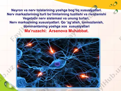 neyron va nerv tolalarining yoshga bog’liq xususiyatlari — PPT