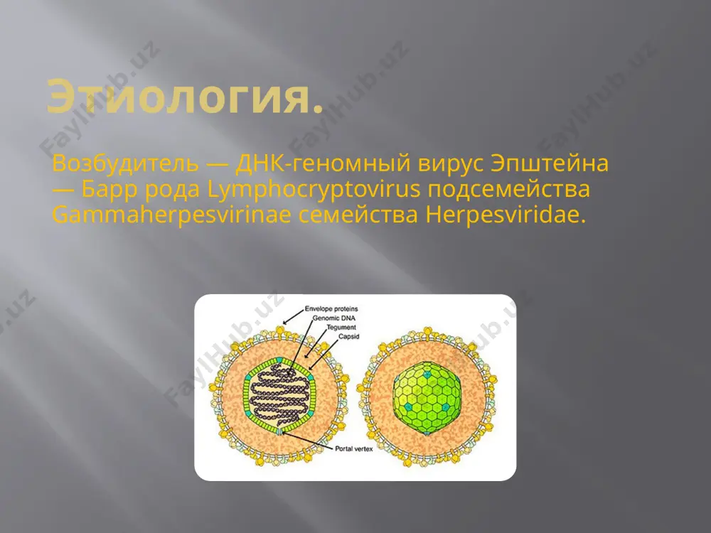 brazovaniya, svyaznie s ebv ++++ - +++ + differentsialniy diagnoz orvi: bolee virajen kataralniy sindrom (kashel, obilnie seroznie videleniya iz nosa, kon'yunktivit); ne xarakterni gepatosplenomegaliya i sheyniy limfadenit. v analize krovi atipichnie mononukleari opredelyayutsya redko i v neznachitelnom kolichestve (do 10%); geteroserologicheskie reaktsii otritsatelnie, spetsificheskie antitela k virusu epshteyna—barr otsutstvuyut. streptokokkovaya angina: lixoradka menee dlitelnaya, nosovoe dixanie ne narusheno, gepatosplenomegaliya otsutstvuet; otmechaetsya bistriy effekt ot antibakterialnoy terapii. v analize krovi opredelyaetsya leykotsitoz, neytrofilez, povishennaya soe, atipichnie mononukleari ne obnarujivayutsya. difteriya zeva: fibrinoznaya plenka na nebnix mindalinax plotnaya, belovato-jeltogo tsveta, gladkaya, blestyashaya, trudno snimaetsya, mojet rasprostranyatsya na dujki i myagkoe nebo u bolnix infektsionnim mononukleozom otsutstvuet sootvetstvie mejdu virajennostyu porajeniya rotoglotki i stepenyu uvelicheniya limfaticheskix uzlov (pri slabix izmeneniyax v rotoglotke vozmojno znachitelnoe uvelichenie limfouzlov); lechenie: spetsificheskaya terapiya ne razrabotana. lechenie simptomaticheskoe, obsheukreplyayushee. iz-za riska razriva selezyonki rekomendovano ogranichenie fizicheskoy nagruzki v pervie 1-1,5 mesyatsa. dlya snijeniya temperaturi luchshe ne ispolzovat …