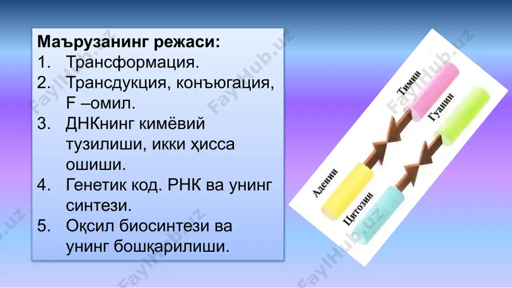 тишига айтилади трансдукция ҳодисаси 1952 йилда а. херши, м. чейз ҳамда ж. ледерберг ва н. циндерлар тажрибаларида тушунтирилган днкнинг ирсиятдаги ролини аниқлашда ичак бактерияси (e.coli) ҳужайрасида яшовчи т-2 фагидан фойдаланилади. т-2 фаги 6 бурчакли боши ва ипсимон дум қисмга эга. бактерия ҳужайрасига дум қисми билан бирлашади. ҳужайра ичига кирган фагнинг днкси бактерия ҳужайрасининг днксини майда бўлакларга ажратиб ташлайди ва бактериянинг нормал иш жараёнини бузади. 1952-йили а.херши ва м.чейз фагларнинг бактерия хужайраси ичида кўпайишини ундаги оқсил молекуласига ёки днк молекуласига боғлиқлигини тажрибада аниқлаб бердилар. ҳосил бўлган янги фаг авлодларида фақат днк ни тамғаловчи фосфорнинг радиоактив изотопи р32 сақланиб, s35 эса учрамайди. фаг р32 14 колба ўртасига бактериялар ўта олмайдиган фильтр ўрнатилган. фильтр орқали фақат бактериофаглар ўта олади, бактериялар ўта олмайди. умумий трансдукция пайтида фаг бактериядан ҳар хил генларни кўчириб ўтказиши мумкин. чегараланган трансдукцияда кўпинча фаглар бактерия днк сининг фақат маълум бир жойигагина бирикади ва шу жойдаги генини ўзи билан олиб кетиб, …