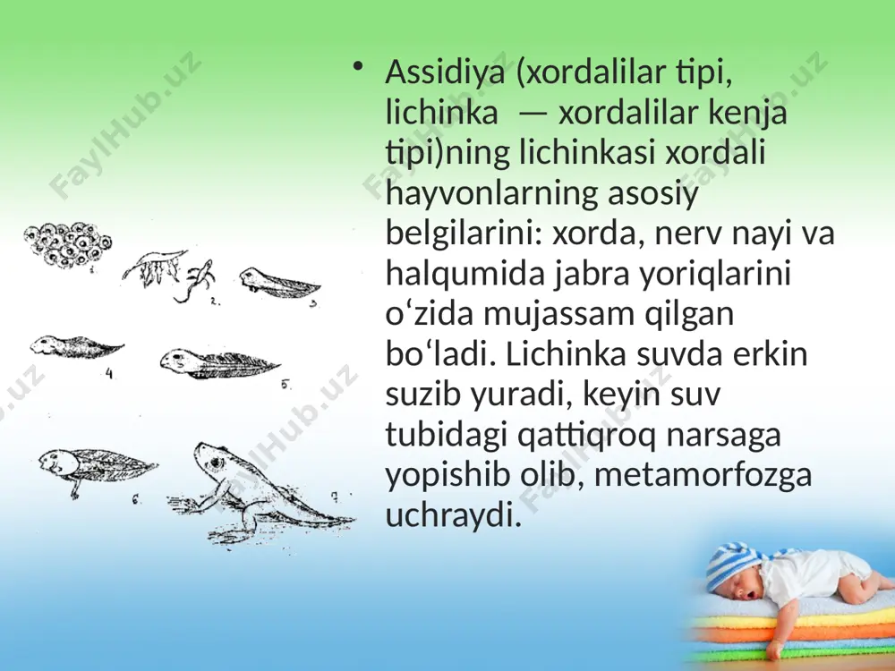 postembrional rivojlanish. 9 - sinf - Page 4