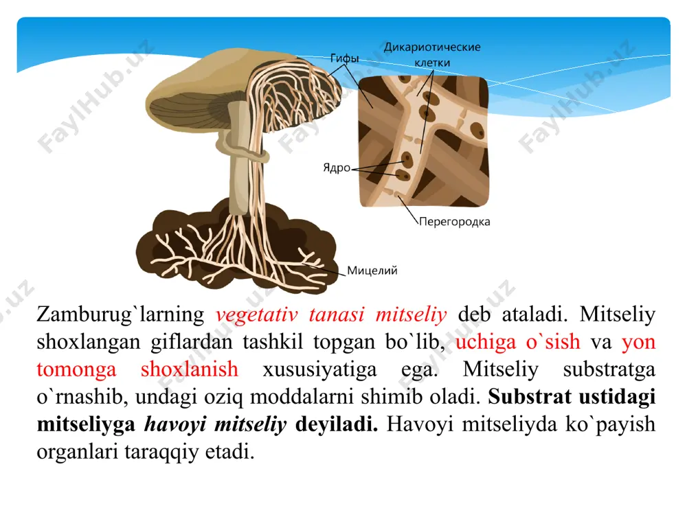 gan zigota zigospora deb ataladi. bir oz tinim davrini kechirgandan so`ng u o`sib, qisqa. sporangiyband ichida shoxlanmagan yosh sporangiyga aylanadi, bu embrion sporangiy deb ataladi. zamburug`larni klassifikatsiyalashda ularni eng muhim belgilariga, jumladan, xivchinlarning joylashishi va tuzilishiga, jinssiz va jinsiy ko`payish xususiyatiga, hujayra devorining tuzilishiga va polisaxaridlar tarkibiga qaraladi. yuqorida aytilgan belgilarga asoslanib, zamburug`lar bo`limini 7 sinfga ajratib o`rganish mumkin. 1.xitridiomitsetsimonlar (chytridiomycetes) ning mitseliysi boshlang`ich xholda bo`lib, vegetativ tanasi odatda po`stsiz, hujayra devori yo`q. jinssiz kupayishi zoosporalar yordamida sodir bo`lib, zoospora faqat bitta silliq xivchinga ega. jinsiy kupayishi gametagamiya yoki oologamiya, hujayra devorida xitin va glyukan uchraydi. 2. gifoxitriomitsetsimonlar (hyphocshylriomycetes) vegetativ tana va bir hujayrali bo`lib, yalang`och rizomitseliy hosil qiladi. jinssiz kupayishi shoxlangan bir xivchinli zoosporalar yordamida sodir buladi. hujayra devorlarida xitin va sellyuloza uchraydi. 3.oomitsetsimonlar (oomycetes) mitseliysi rivojlangan, lekin hujayrasiz tuzilishga ega. jinssiz kupayishi ikki xivchinli (xivchinning biri sillik va ikkinchisi shoxlangan) zoosporalar vositasida boradi. jinsiy kupayish rogamiya, hujayra devorida …