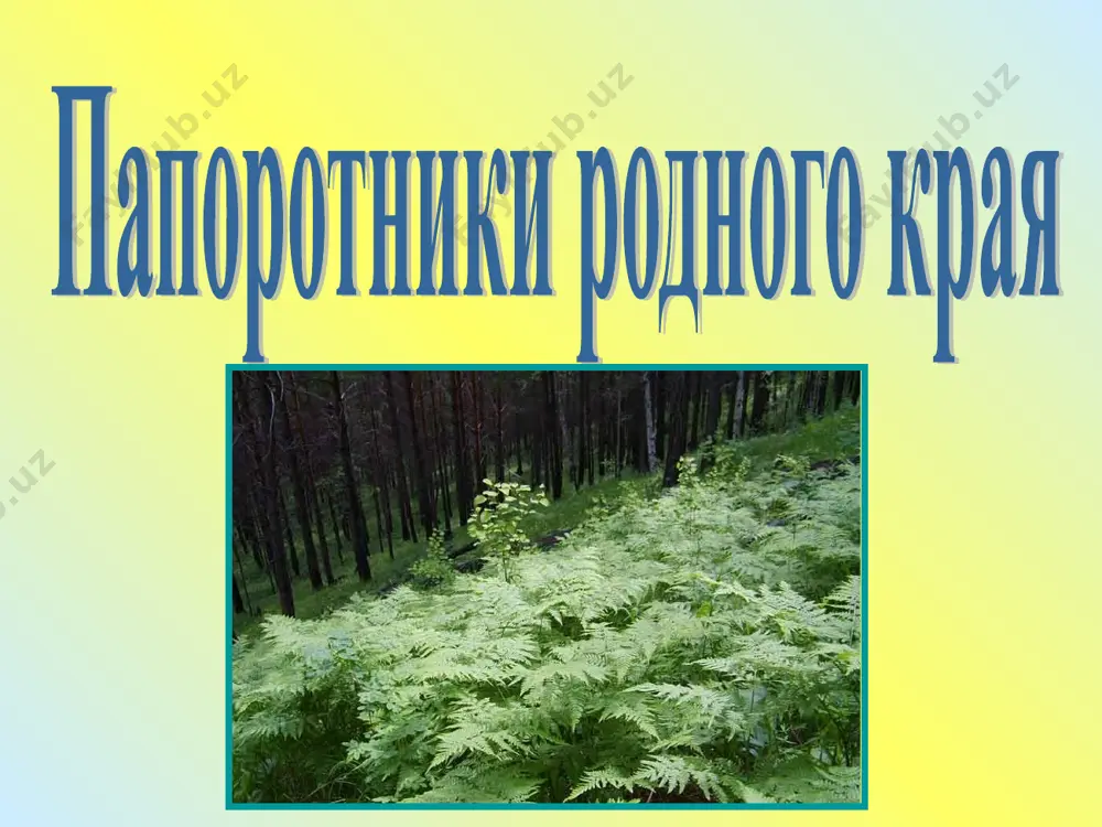 папоротники - Page 5