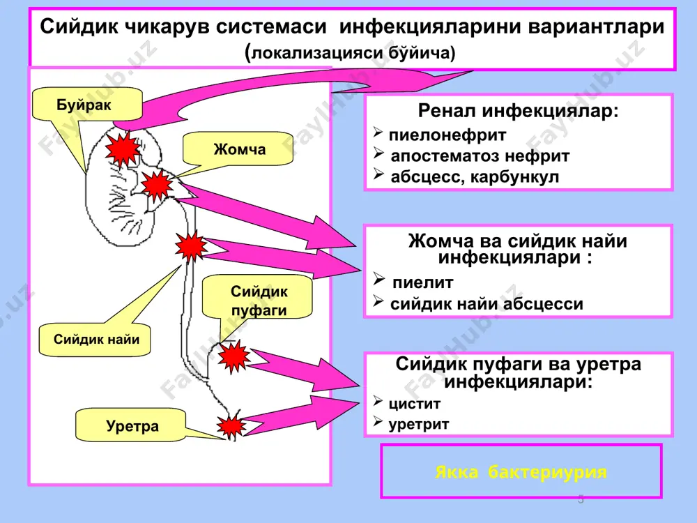 уретрит ва циститлар - Page 5
