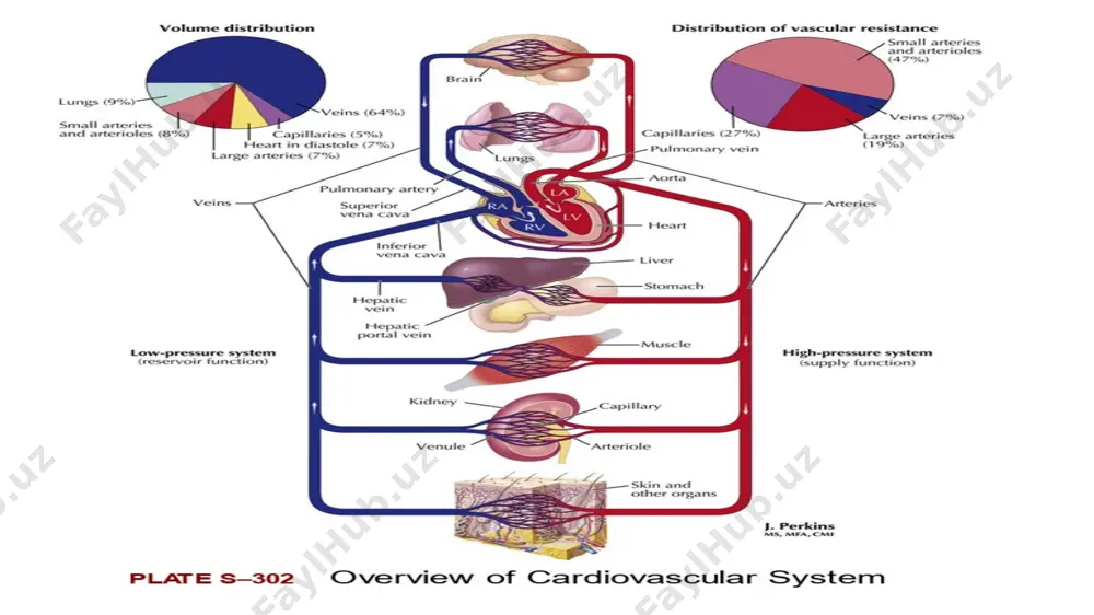 olalaridaniborat.ular tarkibida miofibrillar kam, sarkoplazmasi ko'p bo'ladi. yurakning o'tkazuvchi tizimi quyidagilardan iborat: 1. sinus-atrial (kis-flek) tuguni (nodus sinatrialis) o'ng bo'lmacha devorida yuqori kovak vena teshigi bilan o‘ng quloqcha o'rtasida joylashib bo'lmachalar miokardiga tolalar beradi. 2. bo'lmacha-qorincha (ashoff-tavar) tuguni (nodus atrio-ventricularis) bo'lmachalararo to'siqning pastki qismida joylashgan. 3.pastga tomon tugunhujayralarining o'simtasi bo'lmachalar va qorinchalar miokardini bog'lab turuvchi bo'lmacha-qorincha (gis) dastasini (fasciculus atrioventricularis) hosil qiladi. qorinchalararo to‘siqni mushak qismida bu dasta o'ng va chap oyoqchalarga (crus dextrum et sinistrum) bo'linib, qorinchalar miokardida tugaydi. 4. purkine tolalari. yurakni ko'tariluvchi aortaning kengaygan qismidan boshlanuvchi o'ng va chap tojsimon arteriyalar qon bilan ta’minlaydi. o'ng tojsimon arteriya (a. coronaria dextra) , chap tojsimon arteriya (a. coronaria sinistra) . o'ng va chap tojsimon arteriya tarmoqlari ikkita: tojsimon egatda yo'nalgan ko'ndalang, oldingi va orqa qorinchalararo egatdajoylashgan bo'ylama anastomoz hosil qiladi. yurak venalari son jihatidan arteriyalaiga nisbatan ko'p. ulaming asosiylari yig'ilib, bitta umumiy tojsimon sinusni (sinus coronarius) hosil qilib, o'ng …