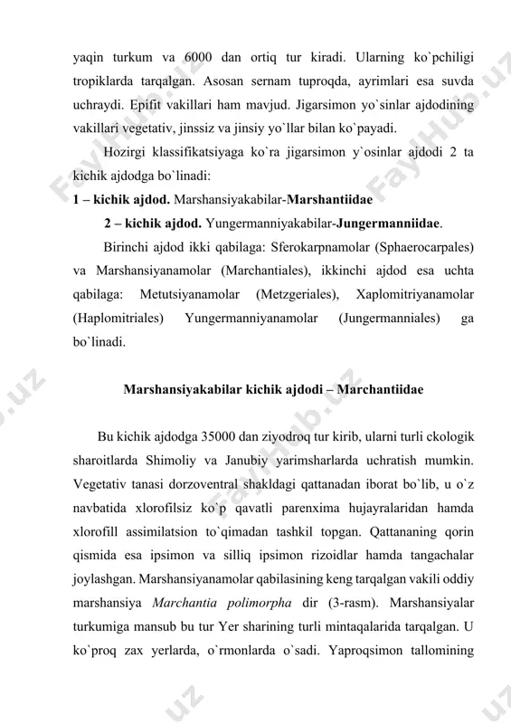elatera ipchalari hosil bo`ladi. elatera ipchasi sporaning atrofga tarqalishiga yordam beradi. sporalar pishib yctilganidan keyin uning ko`sakchasi ichki qismidan chatnab ochiladi va tuproqqa tushgan sporadan dastlab kichkina yaproqcha (plastinka) protonema, undan esa yangi gametofit taraqqiy etadi. poyabargli yo`sinsimonlar ajdodi - bryopsida (musci) bu ajdodga 700 turkum 15000 dan ziyodroq tur kiradi. ularni arktika, tundra va o`rmon zonasida, daraxtlarga yopishgan epifit holda, botqoqliklarda, chuchuk suvlarda, vohalarda, ayrim vakillarini esa o`rta osiyoning qumloq cho`llarida uchratish mumkin. umuman olganda, bu ajdod vakillari shimoliy va janubiy yarim sharda keng tarqalgan bo`lib, turli noqulay sharoitlarga juda chidamli. shuning uchun ham yer sharidagi o`simliklar qoplamida ular katta rol o`ynaydi. jigarsimon yo`sinlarda esa poya radial tuzilishga ega. bu ajdod vakillarida poya, barg, ayrim vakillarida esa novdalar ham bor. poyasining asosidan yoki yotib o`suvchi turlarida poya bo`ylab ko`p hujayrali ipsimon, shoxlangan rizoidlar taraqqiy etgan. barglari o`troq, butun, tomirli yoki tomirsiz bo`lib, poyada zich joylashgan. ularning ko`pchiligi ko`p yillik …