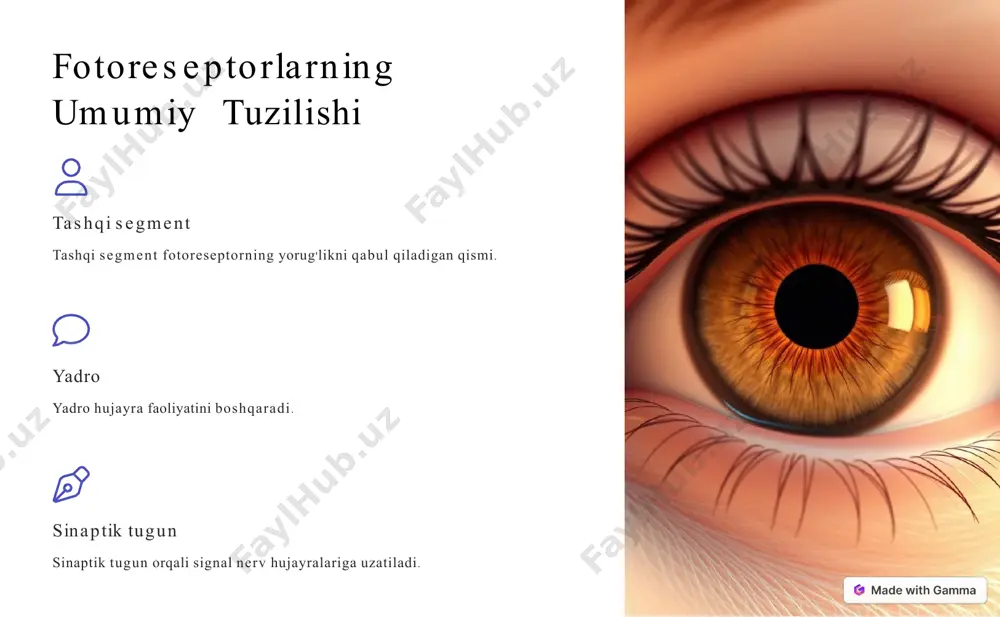 ko'zning fotoreseptorlari marfologik tuzilishi - Page 5