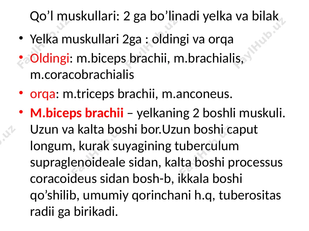 monda- tenor jimjiloq tomonda – gipotenor 2-3-4-barmoqlar muskul- mesotenor deyiladi. kaft suyaklari o’rtasida chuvalchangsimon muskullar bo’ladi. chanoq muskullari: ichki va tashqiga bo’linadi. m.iliopusuas – bu 2 ta muskul ya’ni m.pusuas major(belning katta muskuli) va m.iliacus(yonbosh muskul) qo’shilishidan h.b. belning katta muskuli 12-ko’krak va barcha bel umurtqalarining processus costalislari va cor[usining yon tomonidan bosh-b, pastga tomon tushadi.m.iliacus esa yonbosh suyagining ichki yuzasidan bosh-b, katta bel muskuliga qo’shiladi va lacuna musculorum orqali chanoqni tark etib, sonning kichik ko’stiga birikadi. chov boylami ostida 2 ta lacuna mavjud.medial tomonda lacuna vasorum, lateral tomon da lacuna musculorum. 10 m.pusuas minor – 12 ko’krak va 1- bel umurtqalaridan bosh-b, yonbosh fassiyaga birikadi. m.piriformis – noksimon muskul.dumg’aza ning chanoqqa qaragan yuzasidagi teshiklardan bosh-b, foramen ischiadicum major orqali tashqariga chiqadi va sonning trochanter majorga birikadi. m.obturatorius internus – ichki yopiluvchi muskul.bu muskul yopqich teshik ichki yuzasidan bosh-b, foramen ischiadicum minor orqali chanoqdan tashqariga chiqadi va trochanter majorga birikadi. …