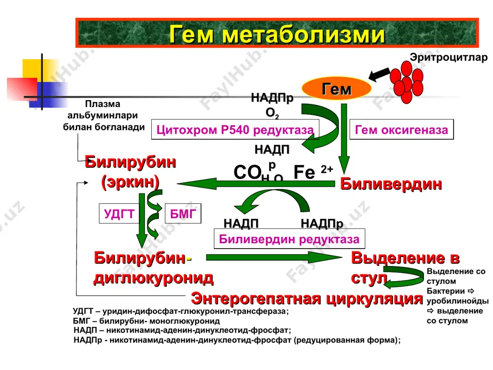 бахолаш (юрак кон-томир системаси, температура, активлик ва рефлекслар) -кукрак билан озиклантиришни адекватлигини бахолаш -сийдик ва ахлат характерини бахолаш (ранги,частотаси) -жигар ва талокни улчамларини аниклаш -кон кетиши ва кефалогематомани аниклаш клиник курик (2) * * эрта гипербилирубинемиянинг асосий сабаби-гемолиз -гемолизнинг сабаблари: - иммунизация -эритроцитларнинг биохимик дефектлари -эритроцитларнинг структур дефектлари гемолитик сариқлик янги туғилган чақалоқлар сариқлиги биринчи хомиладорликда кузатилади тугрукдан кейин: онанинг иммун системаси  антирезус антителалар ишлаб чикарилади  сенсибилизация кейинги тугрукларда:  онанинг антителалари хамма хомиладорликда, хомиланинг эритроцитлари зарарланади янги тугилган чакалоклар гемолитик касаллиги янги туғилган чақалоқлар сариқлиги rhd- + + + она: rhd- rhd+ rhd+ rhd- * кейинги тугрукларда: онанинг антителалари хамма хомиладорликда, хомиланинг эритроцитлари зарарланади rh гемолитик касаллиги купинча,она билан болада кон гурухини аво тизими буйича тугри келиши ig g гурухига кирадиган анти- rh антителалар, яна уша антигенлар билан кайта учрашганда бошланади,шунингдек rh ли сесибилизация гемолиз билан чакирилганда 1-хомиладорликда кам учрайди янги тугилган чакалоклар гемолитиккасаллиги rh сенсибилизация янги …
