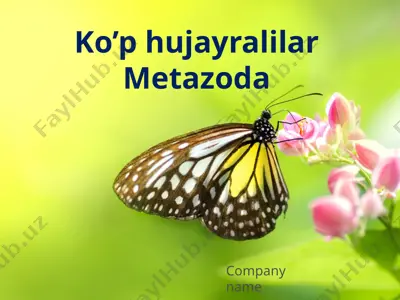 ko’p hujayralilar metazoda — PPTX