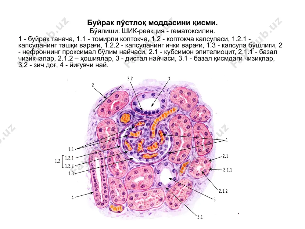 сийдик айирув системаси - Page 4