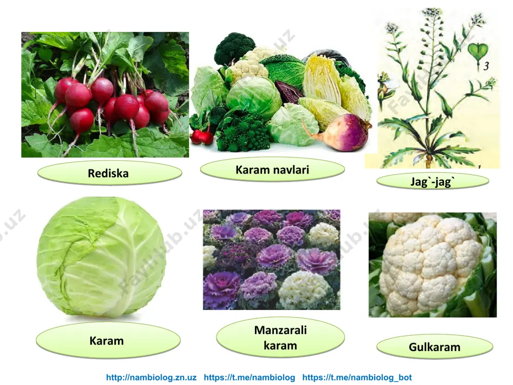 si qanday tuzilishga ega? 6.sho'radoshlar oilasiga kiruvchi o'simliklardan qaysilarini bilasiz? 3.sho'radoshlar oilasi qishloq xo'jaligida qanday ahamiyatga ega? http://nambiolog.zn.uz https://t.me/nambiolog https://t.me/nambiolog_bot http://nambiolog.zn.uz https://t.me/nambiolog https://t.me/nambiolog_bot e`tiboringiz uchun rahmat!
